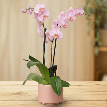 Orquídea rosa en maceta