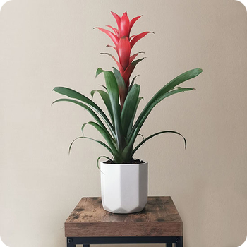 Planta Guzmania