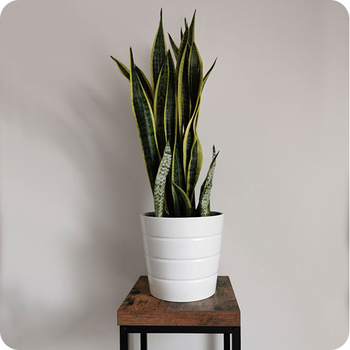 Sansevieria