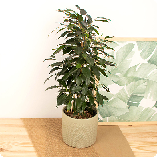 Ficus 2