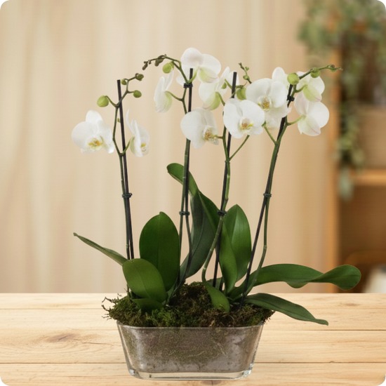 Composición de Orquídeas blancas 1