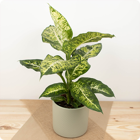 Plante Dieffenbachia 1