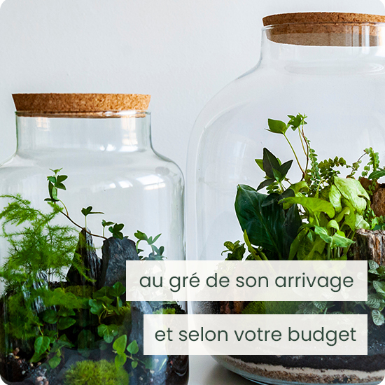 Terrarium del florista 3