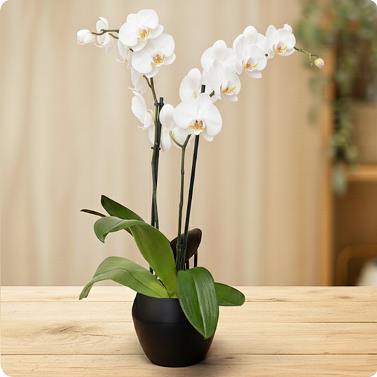 Orchidée blanche en pot 1
