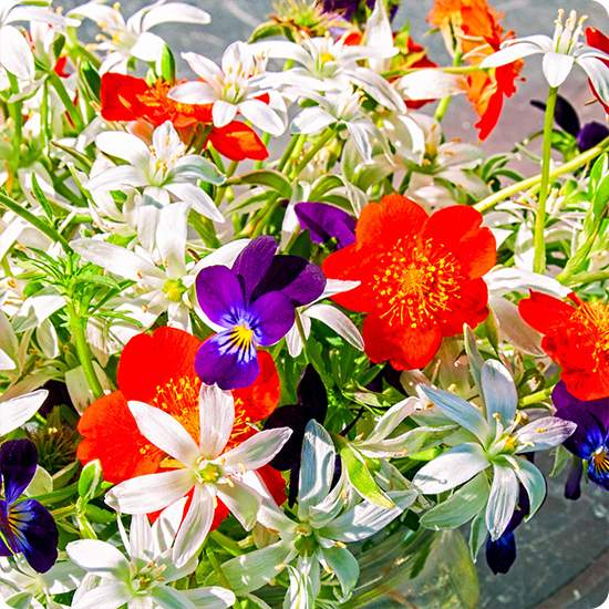Ramo del florista — Flor de temporada 1
