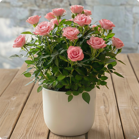 Rosier en pot décoratif fleuri 1
