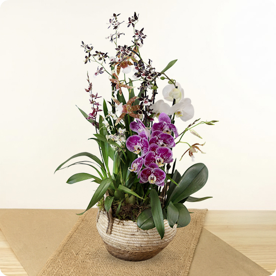 Orquídeas de Excepción — elegancia rara y contemporánea 1