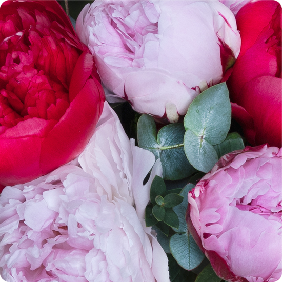 Ramo de peonías rosas en jarrón 3